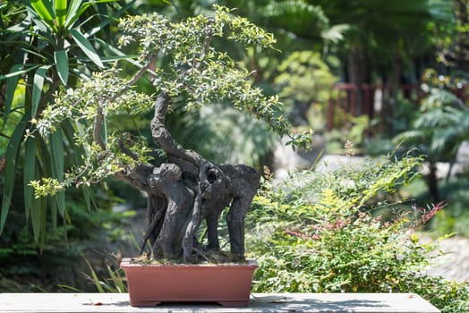 Bonsai tree on a table against white wall in BaiHuaTan public park, Chengdu, China