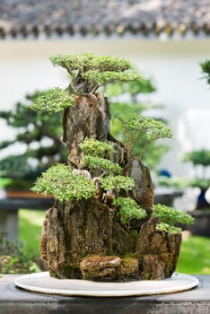 Bonsai tree on a table against white wall in BaiHuaTan public park, Chengdu, China