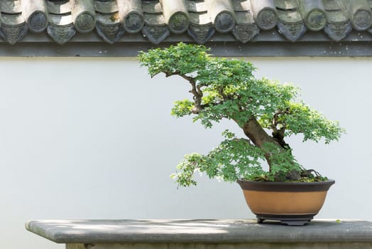 Bonsai tree on a table against white wall in BaiHuaTan public park, Chengdu, China