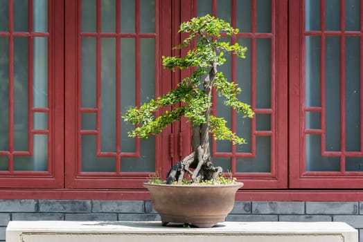 Bonsai tree on a table against a red window in BaiHuaTan public park, Chengdu, China