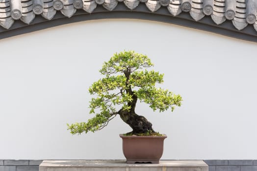 Bonsai tree on a table against white wall in BaiHuaTan public park, Chengdu, China