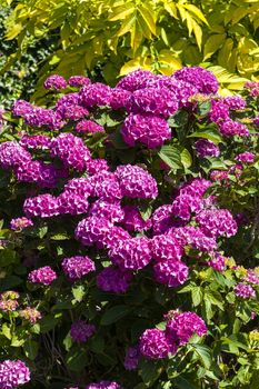 Pink hydrangea macrophylla in full flower blossom which is a spring and summer flowering shrub perennial herbaceous flower plant