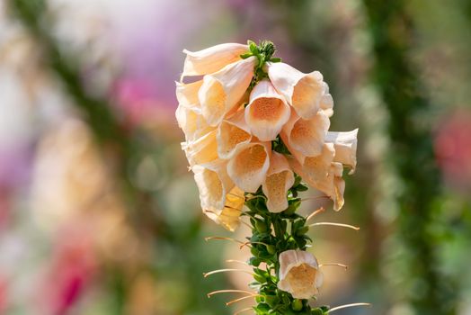 Blooming vivid wild yellow Foxglove - Digitalis - flowers close-up