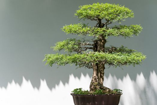 Bonsai tree against white wall in BaiHuaTan public park, Chengdu, China