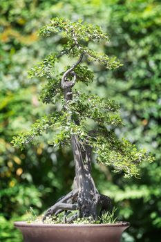 Bonsai tree against green background in BaiHuaTan public park, Chengdu, China