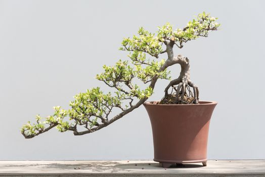 Bonsai tree in a pot against a white background in BaiHuaTan public park, Chengdu, China