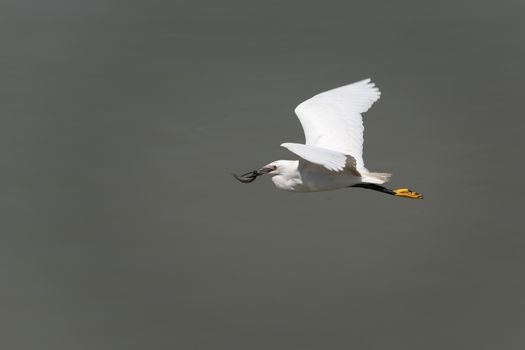 Little egret Egreta Garzetta flying with a fish in the beak