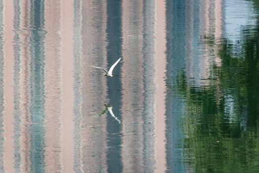 Little egret Egreta Garzetta flying with building reflections in the water, Chengdu, China