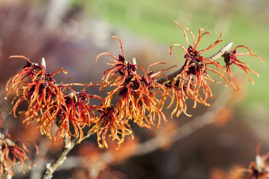 Witch Hazel (Hamamelis) an orange red yellow winter spring flowering shrub