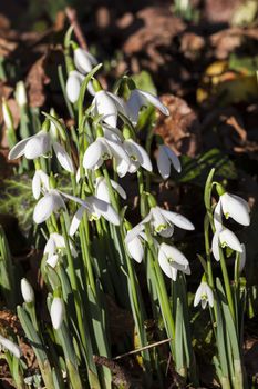 Snowdrops (Galanthus) which are often found in early spring gardens