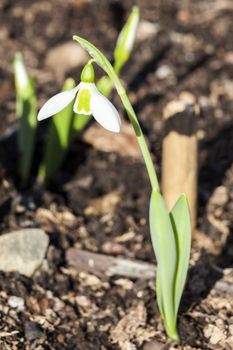 Snowdrop (Galanthus) Elwesii a species of snowdrop often found in early spring gardens