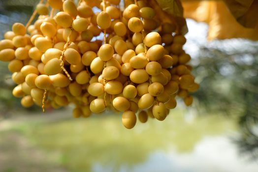 Date palm yellow fruit On a blurred background