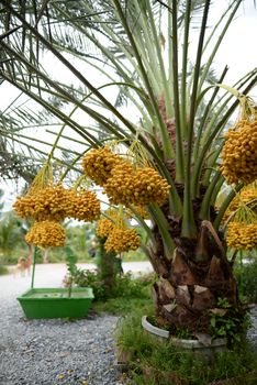 Date palm yellow fruit On a blurred background