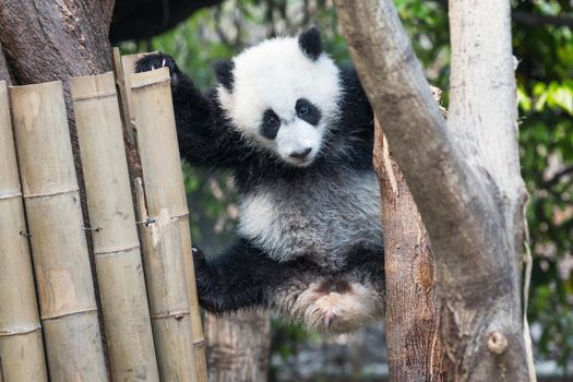 Panda cub playing in a tree, Chengdu, China