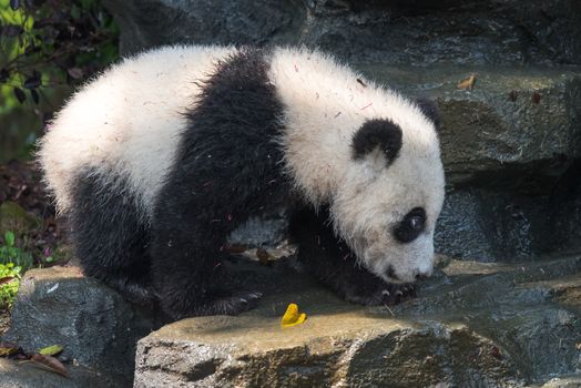 Panda cub walking on a rock, Chengdu, China