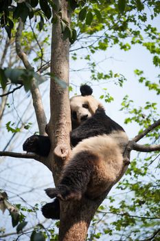 Giant panda sleeping in a tree, Chengdu, China