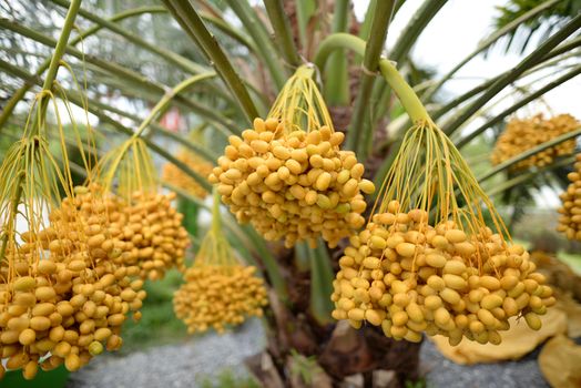 Date palm yellow fruit On a blurred background