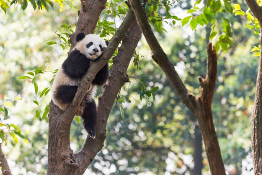 Panda cub sleeping in a tree, Chengdu, China