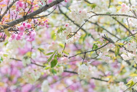Cherry blossom trees in springtime, Chengdu, China