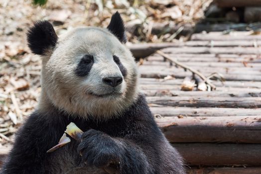 Giant panda eating bamboo  closeup, Chengdu, China