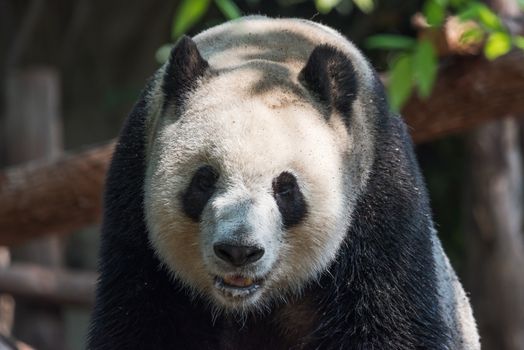 Giant panda headshot closeupin the forest, Chengdu, China