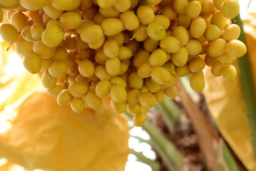 Date palm yellow fruit On a blurred background