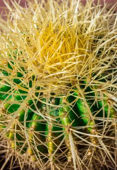 Cactus thorns. Close up thorns of cactus. Cactus Background. Shallow depth of field.