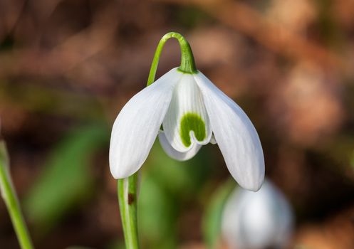 Snowdrop (Galanthus) 'Hippolyta' a species of snowdrop often found in early spring gardens