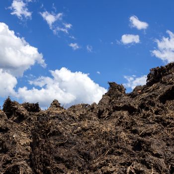 Manure which lies in the field to fertilize crops. Spring. Closeup.