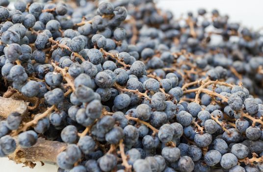 Extreme closeup of dry blueberries. Shallow depth of field.