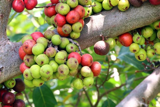 Fig fruit, Ficus Racemosa, Fig on tree nature, Fig Forest fruit, Fig red and green thai fruits