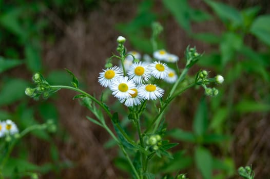 Beautiful daisy flowers on a blurry background in summer