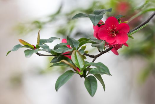 Red malus spectabilis flower also know as chinese crabapple in springtime, Chengdu, China