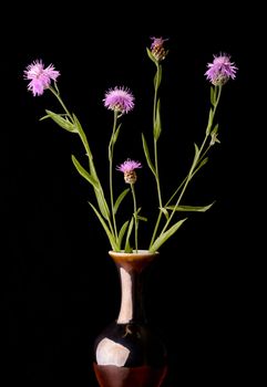 Brown knapweeds in a vase, isolated on black background