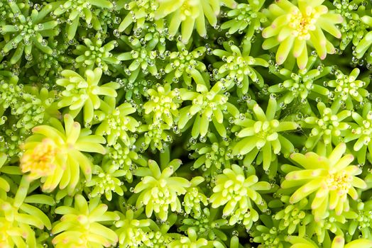 A variety of Stonecrop or Crassula, a nice succulent plant