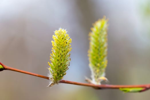 Male willow flower on a tree branch in spring