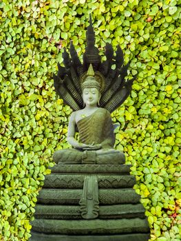 buddha Naga yellow clover background