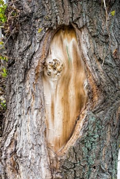 Closeup on a tree bark in the park