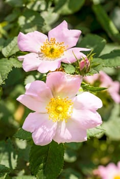 Nice pink briar roses under the warm spring sun