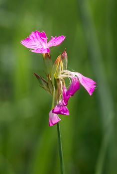 Deptford Pink or Dianthus Armeria in a green meadow under the warm spring sun