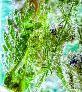 Various plants from the meadow, put in carbonated water with bubbles