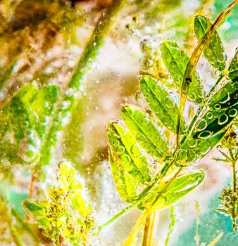 Various plants from the meadow, put in carbonated water with bubbles