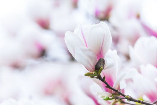 Magnolia denudata flowers in springtime in Chengdu, China