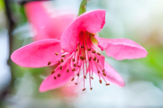 Red malus spectabilis flower also know as chinese crabapple in springtime, Chengdu, China