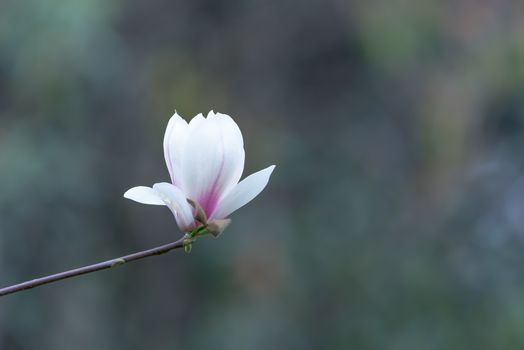 Magnolia denudata flowers in springtime in Chengdu, China