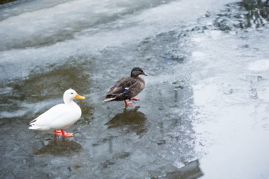 Ducks on ice on a frozen canal in Gouda, Netherlands