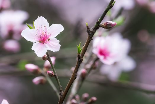 Pink malus spectabilis flower also know as chinese crabapple in springtime, Chengdu, China