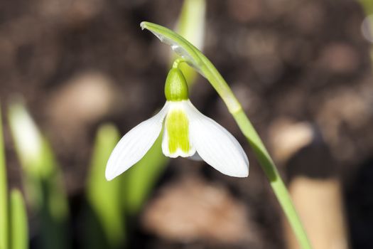 Snowdrop (Galanthus) Elwesii a species of snowdrop often found in early spring gardens