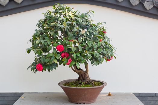 Rose bonsai against white wall in BaiHuaTan public park, Chengdu, China