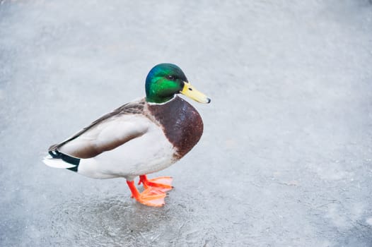 Mallard duck on ice on a frozen canal in Gouda, Netherlands